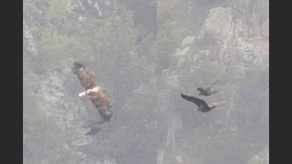 Akkuyruklu Kartal