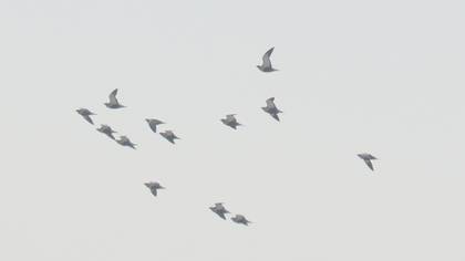 Bağırtlak