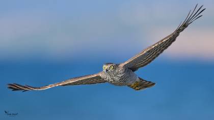 Atmaca