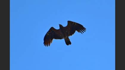 Küçük Orman Kartalı