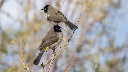 Arapbülbülü