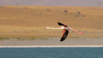 Flamingo