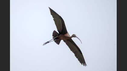 Çeltikçi