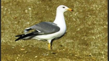 Tanımsız