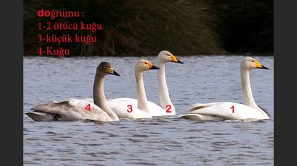 Tanımsız