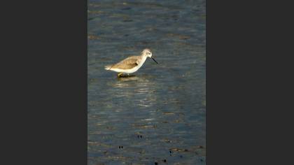 Tanımsız
