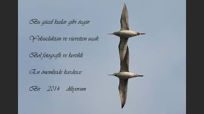 Tanımsız