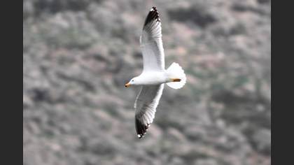 Tanımsız