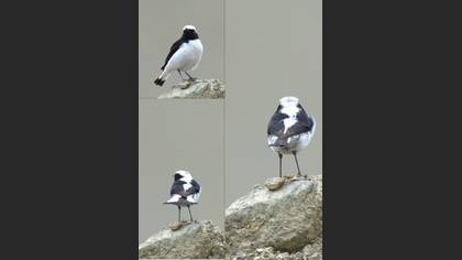 Tanımsız