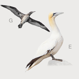 Northern Gannet