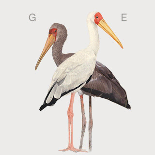 Yellow-billed Stork