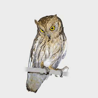Pallid Scops Owl