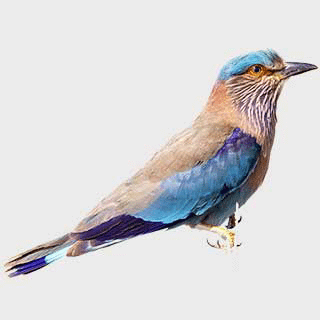 Indian Roller
