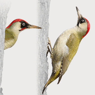 European Green Woodpecker