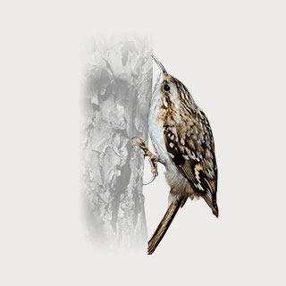 Eurasian Treecreeper