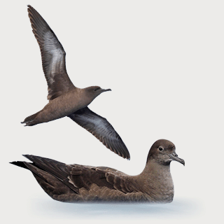Sooty Shearwater
