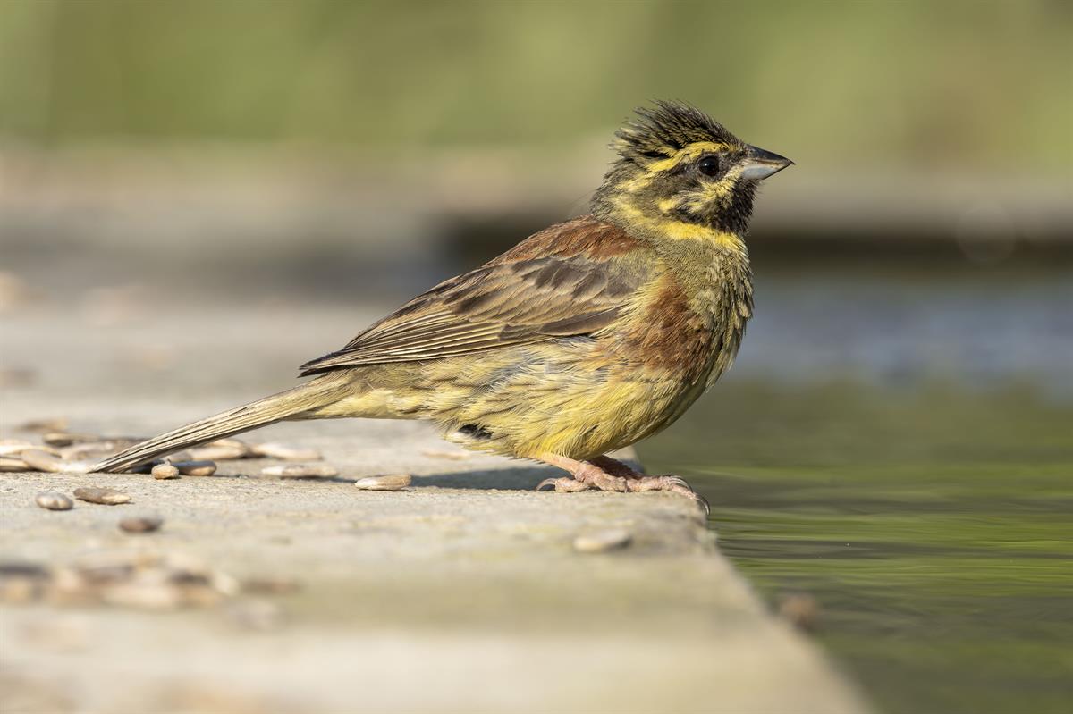 Bahçe Kirazkuşu » Cirl Bunting » Emberiza cirlus