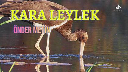 KARA LEYLEK-ÖNDER METİN