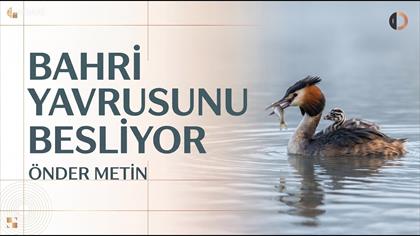 BAHRİ YAVRUSUNU BESLİYOR - ÖNDER METİN