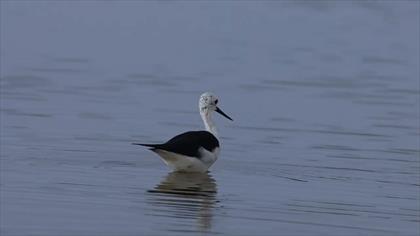 Uzumbacak-Black-winged Stilt-Himantopus himantopus