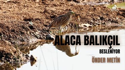 ALACA BALIKÇIL BESLENİYOR-ÖNDER METİN