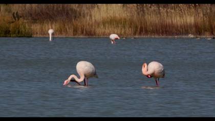 Flamingolar Gölette