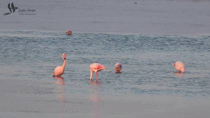 Flamingolar Besleniyor