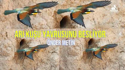ARIKUŞU YAVRUSUNU BESLİYOR - ÖNDER METİN