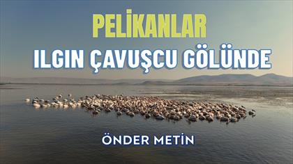 ILGIN ÇAVUŞCU GÖLÜNE PELİKANLAR GELDİ-ÖNDER METİN
