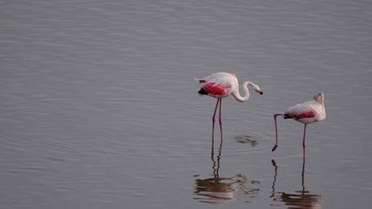 Flamingo