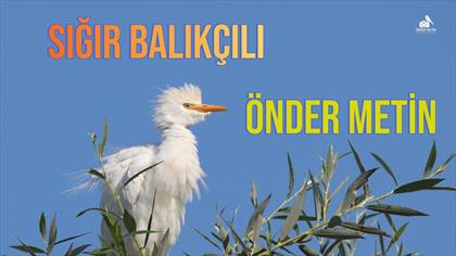 SIĞIR BALIKÇILI