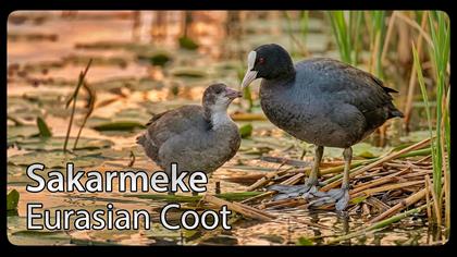 Sakarmeke