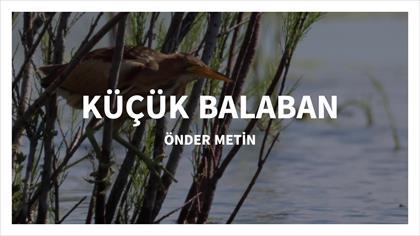 KÜÇÜK BALABAN - ILGIN KUŞLARI