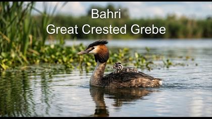 Bahri 