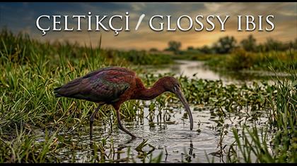 Çeltikçi video