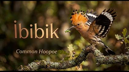 İbibik  