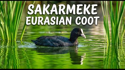 Sakarmeke 