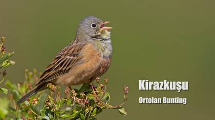 Kirazkuşu