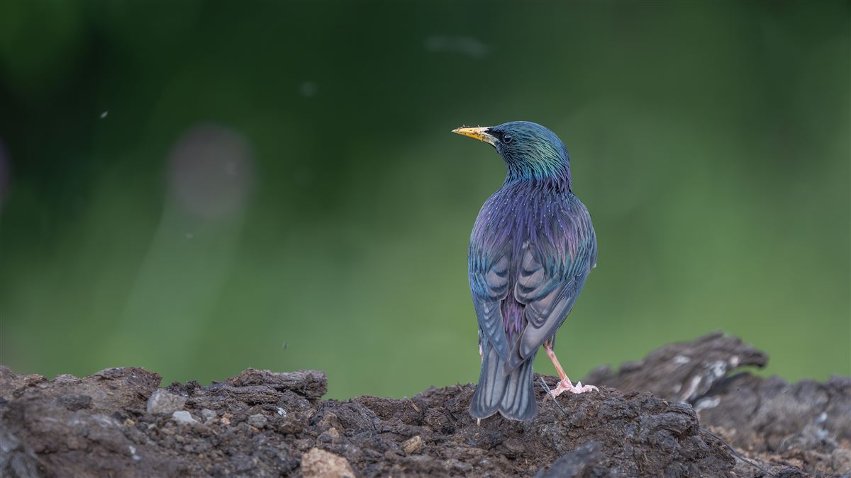 Common Starling