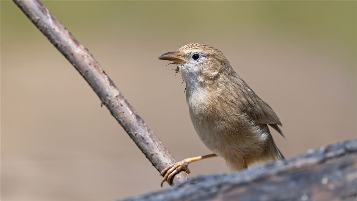 Iraq Babbler