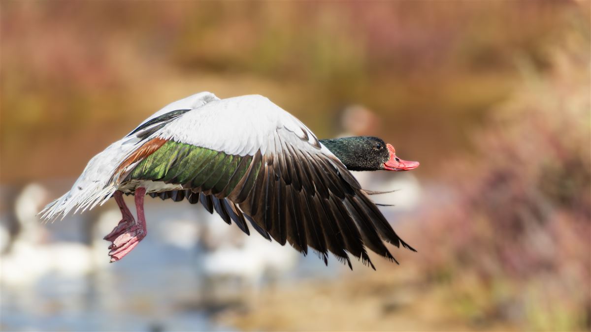Common Shelduck