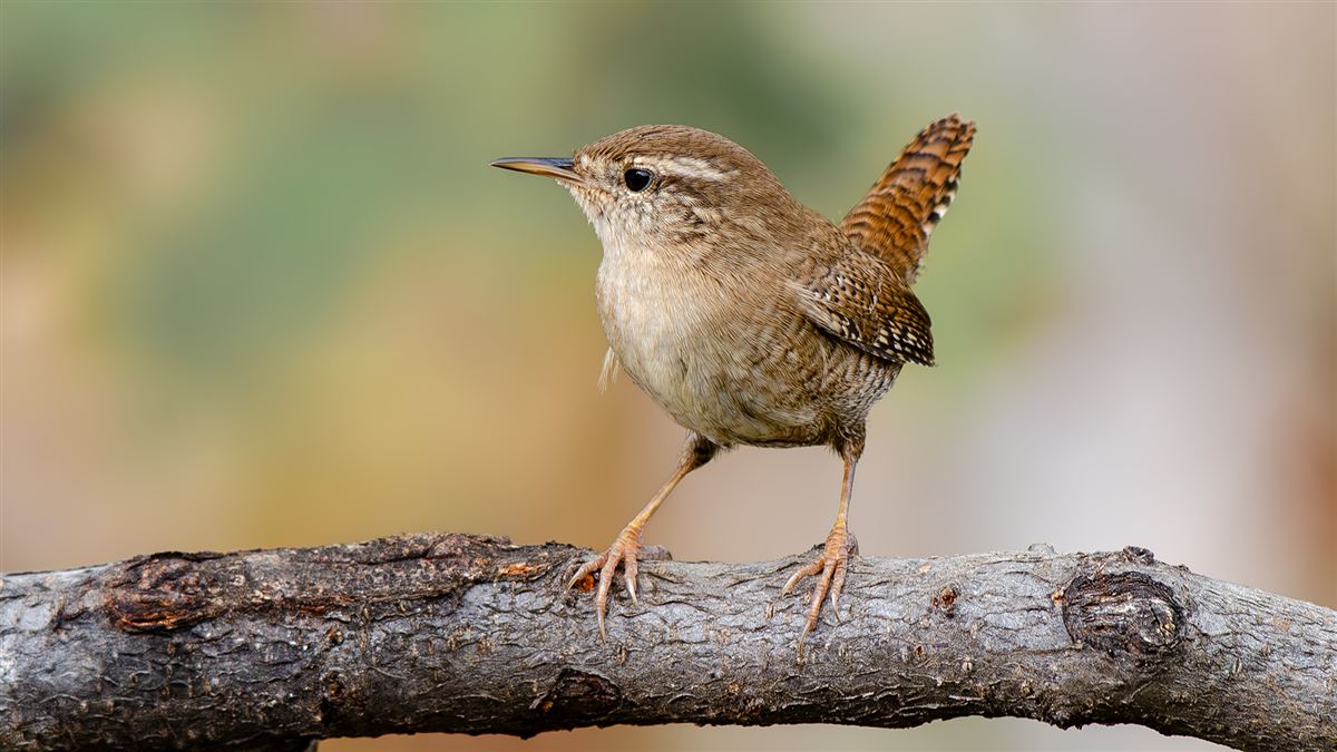 Eurasian Wren