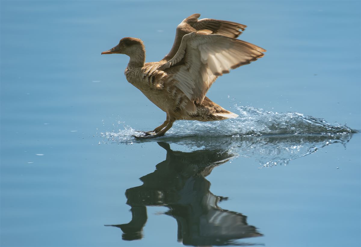 Red-crested Pochard