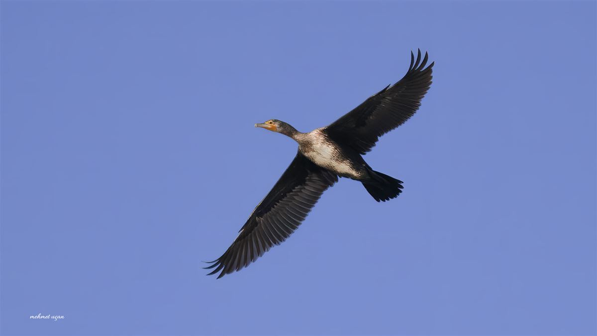 Great Cormorant