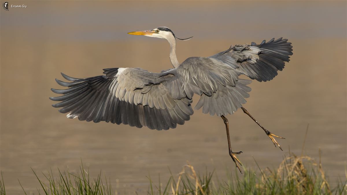 Grey Heron