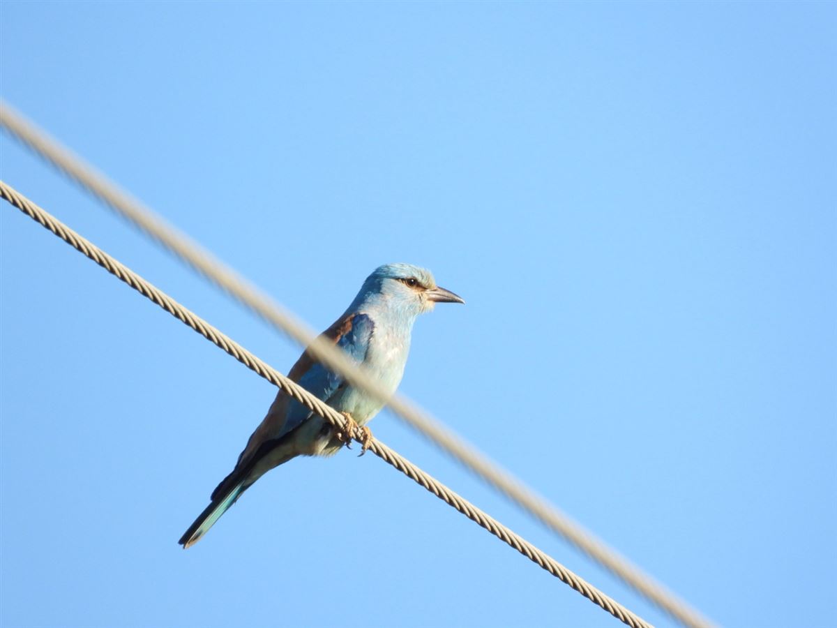 European Roller