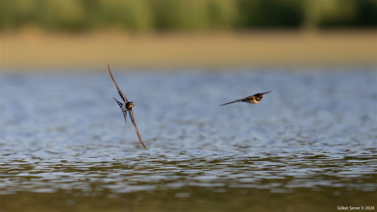 Barn Swallow