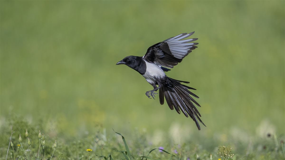 Eurasian Magpie