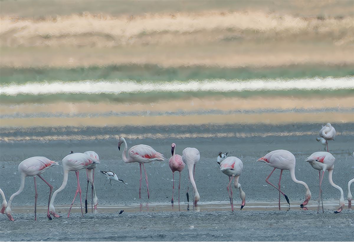 Lesser Flamingo