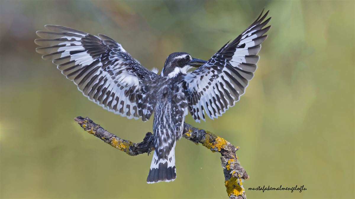 Pied Kingfisher